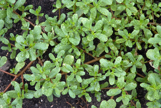 Portulaca oleracea, Pourpier