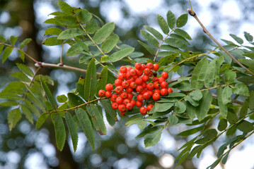 Sorbus aucuparia, Sorbier des oiseaux