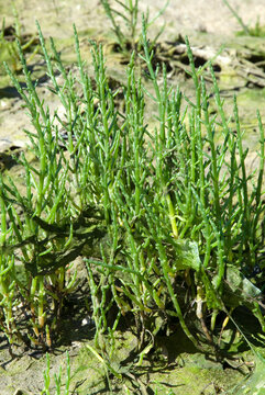 Salicornia europaea, Salicorne