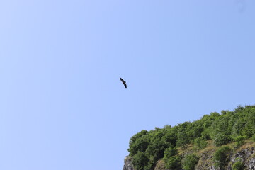 a griffon vulture flies over the cliff