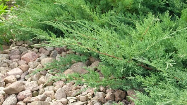 Cypress genus Juniper medium Gold Kissen in the yard pathway. Landscaping, path design. Decorative conifer Evergreen Juniperus squamata Green Carpet. Ornamental dwarf blue silver plant. Stone garden