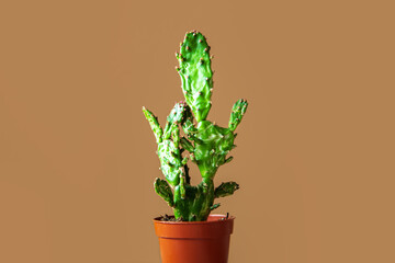 Cactus in a pot. Beige background.