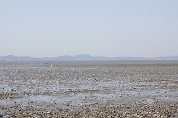 Seagulls gathering on the sea