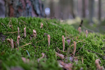 mushroom Rogatec reed, clavariadelphus reed - lat. Clavariadelphus ligula . Group of fungi on...