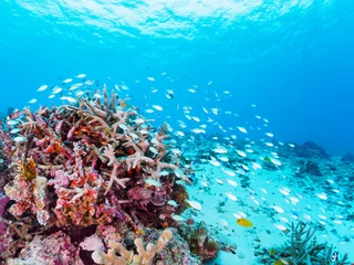 Tuinposter 素晴らしいサンゴ礁の美しいデバスズメダイ（スズメダイ科）の群れ他。  日本国沖縄県島尻郡座間味村座間味島から渡し船で渡る嘉比島のビーチにて。 2022年11月24日水中撮影。  © d3_plus