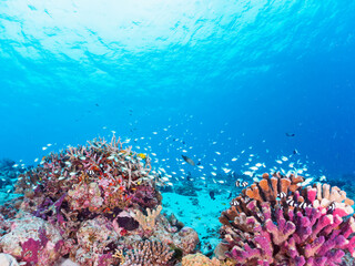 素晴らしいサンゴ礁の美しいデバスズメダイ（スズメダイ科）の群れ他。

日本国沖縄県島尻郡座間味村座間味島から渡し船で渡る嘉比島のビーチにて。
2022年11月24日水中撮影。
