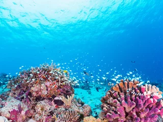  素晴らしいサンゴ礁の美しいデバスズメダイ（スズメダイ科）の群れ他。  日本国沖縄県島尻郡座間味村座間味島から渡し船で渡る嘉比島のビーチにて。 2022年11月24日水中撮影。  © d3_plus