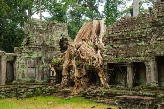 Big tree stump in Preah Khan