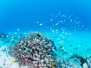 Fototapeta na wymiar 素晴らしいサンゴ礁の美しいデバスズメダイ（スズメダイ科）の群れ他。日本国沖縄県島尻郡座間味村座間味島から渡し船で渡る嘉比島のビーチにて。 2022年11月24日水中撮影。 