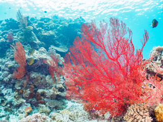 Fototapeta na wymiar 素晴らしいサンゴ礁の豪華な赤いイソバナ（ソフトコーラル）の群生他。日本国沖縄県島尻郡座間味村座間味島から渡し船で渡る嘉比島のビーチにて。 2022年11月24日水中撮影。 
