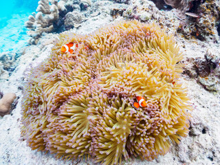 Naklejka na ściany i meble 素晴らしいサンゴ礁の美しいイソギンチャクと可愛いカクレクマノミ（クマノミ亜科）の一家。日本国沖縄県島尻郡座間味村座間味島から渡し船で渡る嘉比島のビーチにて。 2022年11月24日水中撮影。 