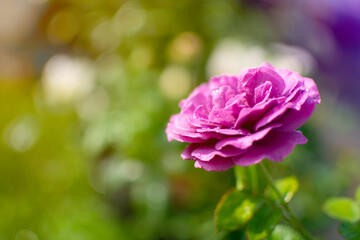 One purple rose with bokeh of garden background