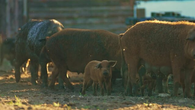 a big group of Mangalica pigs walking in the mud, farm everyday life. High quality 4k footage
