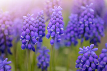 A group of blue flowers of grape hyacinth in the spring in the garden - 650095669