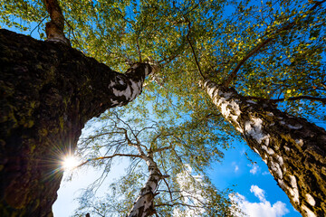 Treetops of 3 birch trees (Betula) with wide angle from frog perspective. White bark, green leave foliage and blue sky on a summer day with bright sunlight in natural reserve in Haltern, Germany. - obrazy, fototapety, plakaty