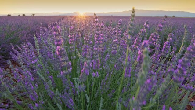 Blooming lavender fields at sunset in Provence, France. Slow motion. Beautiful purple lavender flowers, sun breaks through flowers