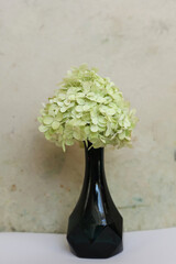 a still life with creamy hortensia flower in a vase
