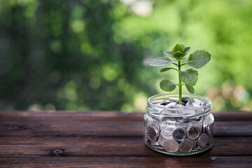 A young plant in a glass jar with coins as a concept for investing and saving
