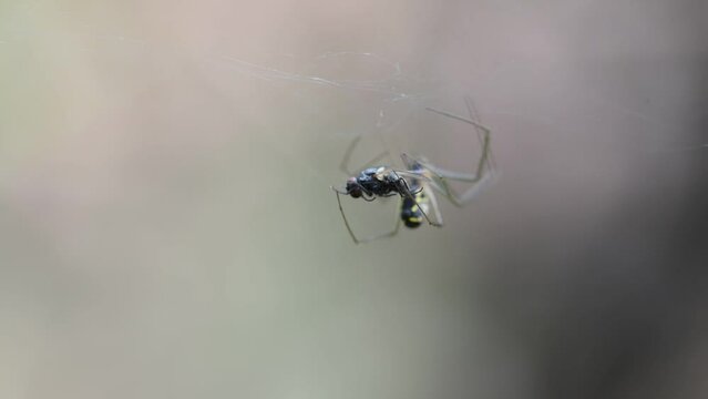 A spider eats a fly in its web 