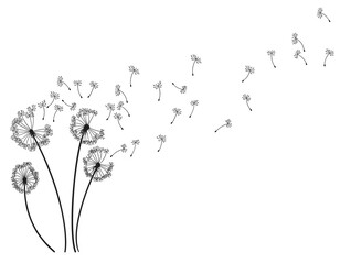 Dandelion wind blow background. Black silhouette with flying dandelion buds on white. Abstract flying blow dandelion seeds. Decorative graphics for printing. Floral scene design - obrazy, fototapety, plakaty