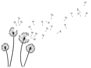 Dandelion wind blow background. Black silhouette with flying dandelion buds on white. Abstract...