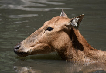 Swimming Pere Davids Deer in the Water