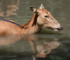 Young Pere Davids Deer Going for a Swim