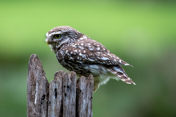Little Owl (Athene noctua) perched on tree stump