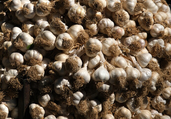 Bunches of garlic. Freshly harvested garlic. 
