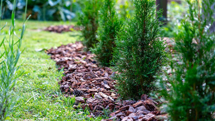 mulching garden plants, plants in the garden, preparation for the cold season