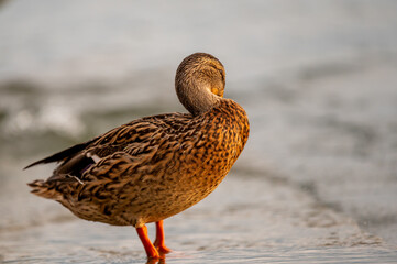 Duck in water. One female Anas platyrhynchos cleaning feathers.
