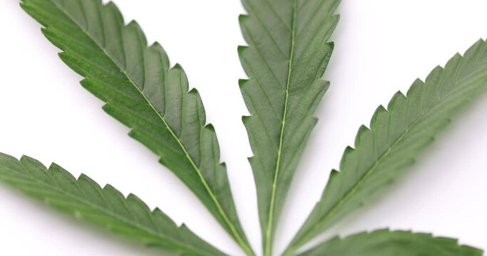 Green cannabis leaf on white background closeup. Hemp leaves contain tetrahydrocannabinol and other cannabinoids