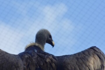 Griffon vulture, Nordhorn, germany, Gyps fulvus