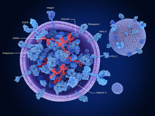 Exosomes, cross section showing proteins and mRNA