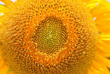 sunflower close up