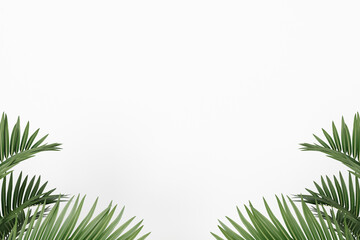 Fototapeta na wymiar White background palm leaves for frame and art 