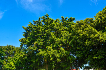 Landscape photo of tall plants on the edge of the Wonosobo square with a clear sky as a background