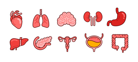 Human internal organs icon set, flat design style illustration with outline