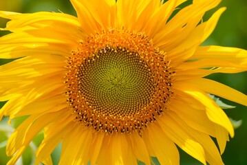 sunflower close up