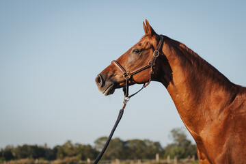 hübscher Fuchswallach im Portrait, tolles Pferd schaut in die ferne, blauer Himmel und beeindruckendes starkes Tier bei Sonnenschein