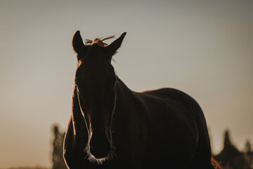 hübscher Pferdekopf als Silhouette fotografiert, Sommerabend Pferd im Gegenlicht, Warmblut kraftvoll am Abend
