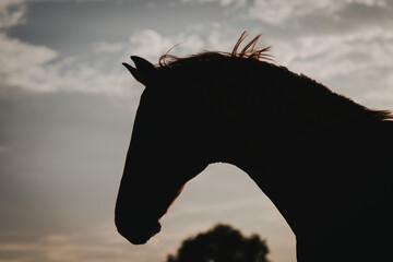 hübscher Pferdekopf als Silhouette fotografiert, Sommerabend Pferd im Gegenlicht, Warmblut kraftvoll am Abend