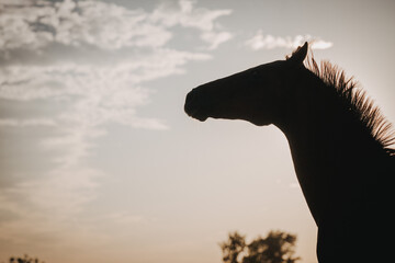 pferd rennt, Silhouette eines Pferdekopfes im Gegenlicht