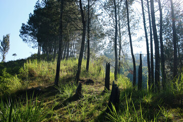 Fototapeta premium Morning sun in the pine forest with shadow. The autumn pine forest on sunrise