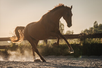 kraftvolles Pferd im Freilauf auf dem Paddock, Fuchs Warmblut galoppiert über den Auslauf, Sommerabend auf dem Reiterhof in Brandenburg
