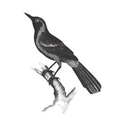 Black-throated thrush (Turdus atrogularis). Doodle sketch. Vintage vector illustration.