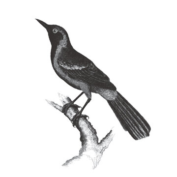 recommend clip art: Black-throated thrush (Turdus atrogularis). Doodle sketch. Vintage vector illustration.