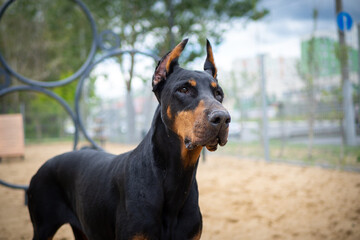 Portrait of a Doberman.