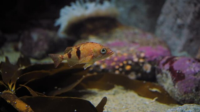 Closeup view of small, lost aquarium fish in colorful scenery. Peaceful
