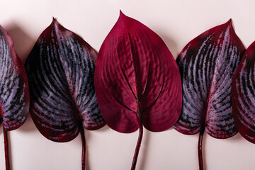 Dramatic deep red leaves with a striking natural pattern, isolated on a light background.